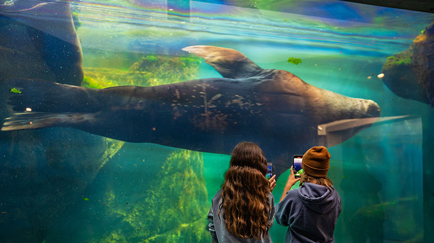 Two visitors take photos of a large sea lion swimming underwater in a glass tank at the Alaska Sealife Center.