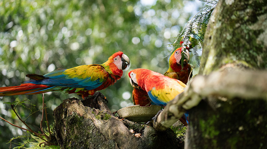 Several vibrant scarlet macaws with red, yellow, and blue feathers gather on a mossy tree branch in Costa Rica.