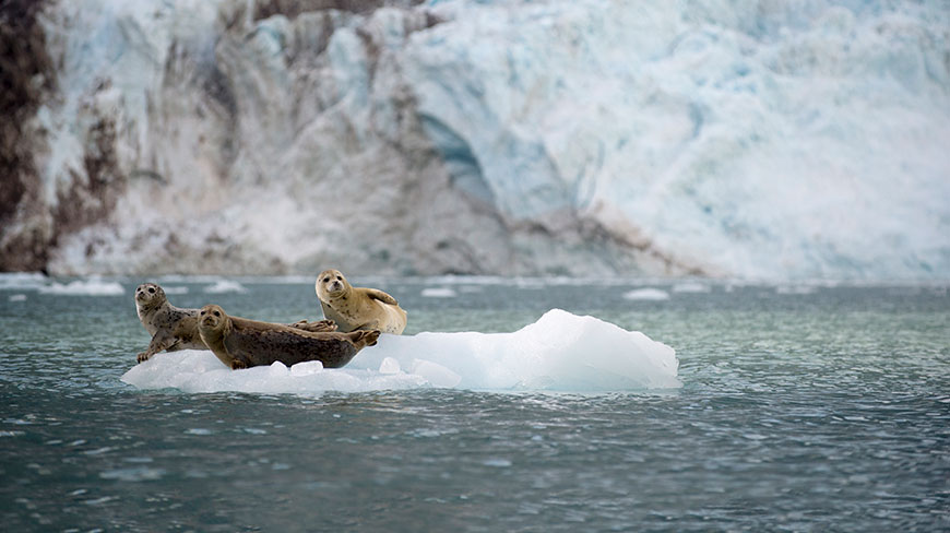 Three harbor seals rest on a floating piece of ice in front of a large glacier in Alaska.