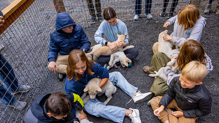 A group of children sit on the gravel in an enclosure in Alaska, holding and petting several adorable sled dog puppies.
