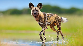 An African wild dog with large ears walks through the shallow, grassy wetlands of the Okavango Delta in Botswana.