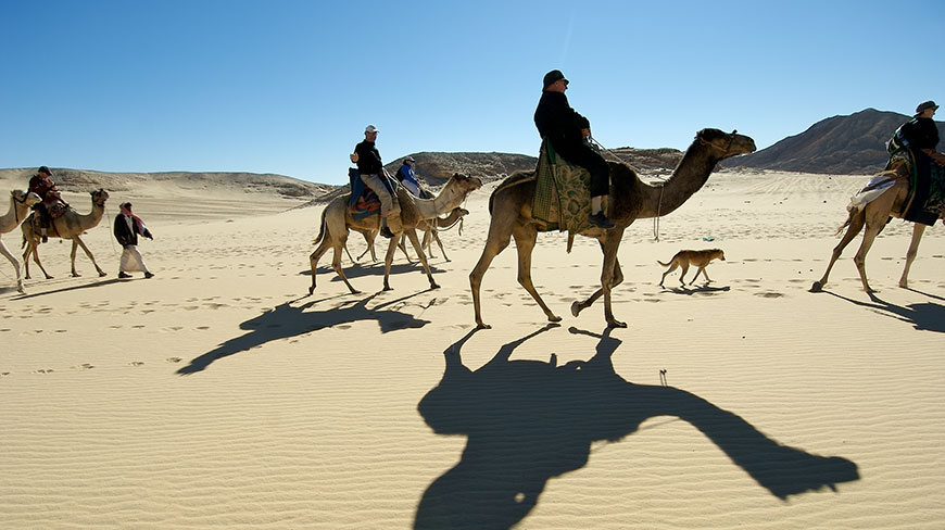 A group of tourists ride a camel caravan through the sandy desert of Egypt under a clear blue sky.