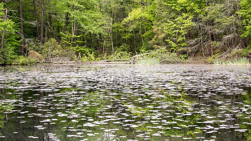 A tranquil pond along the Appalachian Trail in Pennsylvania is covered with lily pads, reflecting the dense green forest on its shore.