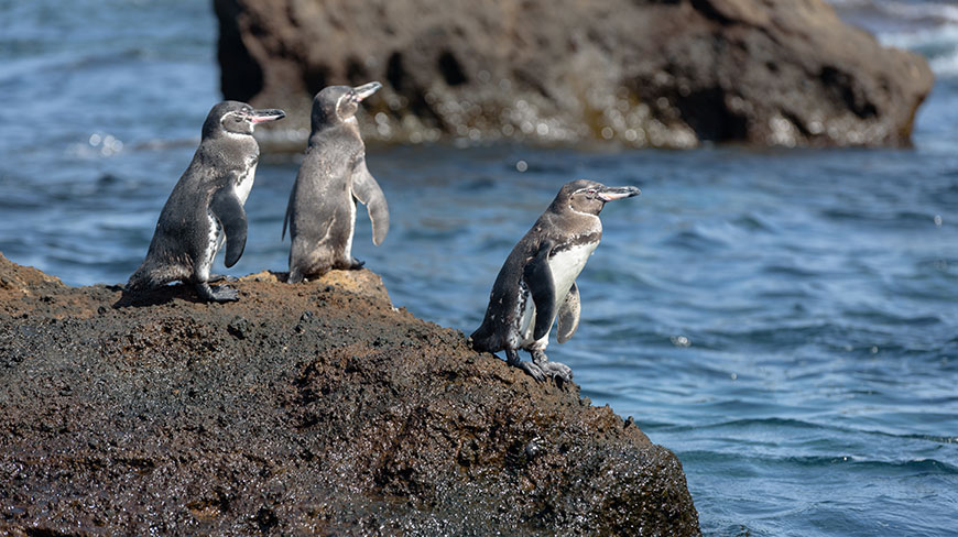Three Galápagos penguins stand on a dark volcanic rock next to the blue ocean in the Galápagos Islands, Ecuador.