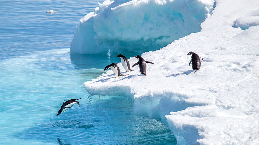 Several Adélie penguins gather on an iceberg in Antarctica, as one takes a plunge into the vibrant blue water.