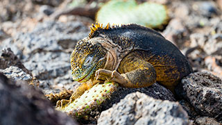 A yellow and black Galápagos land iguana rests with its eyes closed on dark volcanic rocks and a prickly pear cactus.
