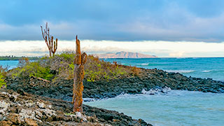 Cacti grow on the rocky shoreline of El Garrapatero Beach in the Galápagos Islands, with the ocean and another island in the background.