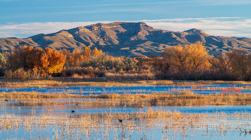 Wetlands at the Bosque del Apache National Wildlife Refuge in New Mexico, with golden autumn trees in front of a large mountain range.