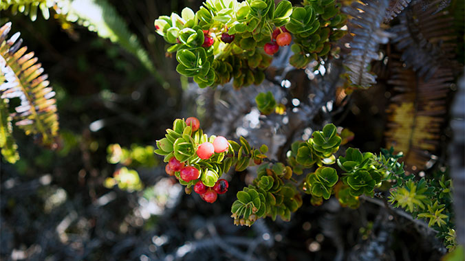 Best of Hawaii: Oahu, Big Island and Maui