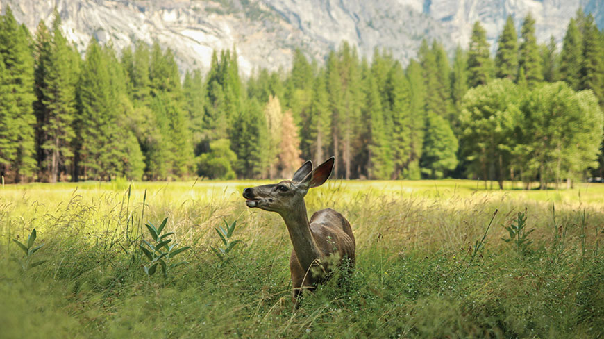 A deer stands in a grassy meadow in Yosemite, California, with a forest and granite mountain in the background.