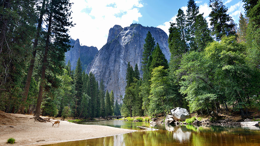 A deer stands on the sandy bank of a river in Yosemite, California, with a large granite mountain in the background.