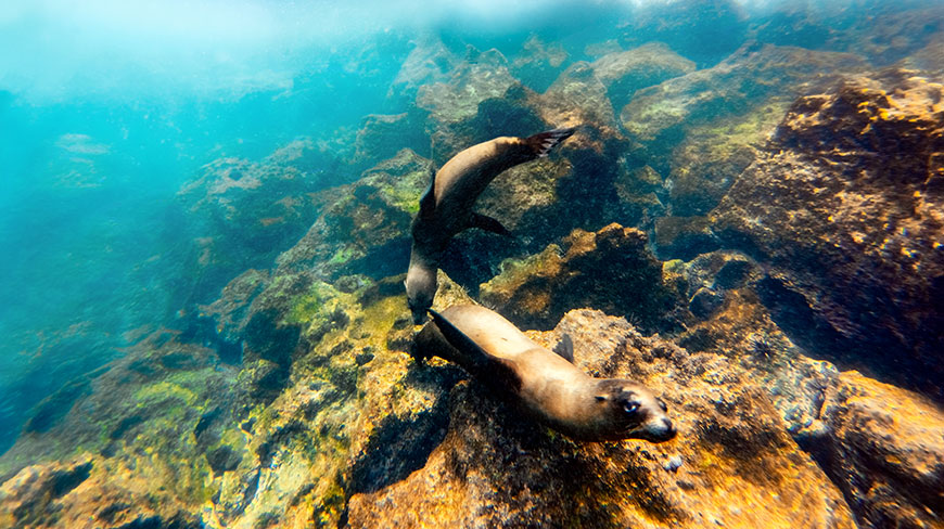 Two sea lions swim underwater near a rocky reef in the clear turquoise water of the Galápagos Islands, Ecuador.