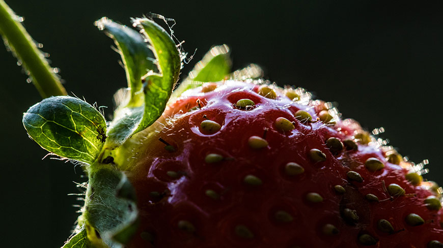 A backlit macro photograph of a ripe red strawberry highlights the detailed texture of its skin, seeds, and stem.