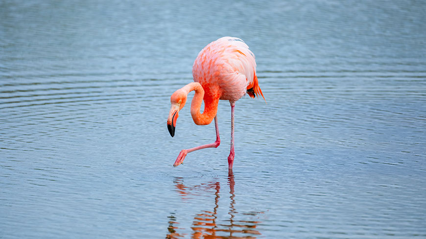 A bright pink flamingo stands on one leg in the blue waters of the Galápagos Islands, Ecuador.