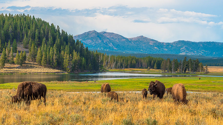 A herd of bison grazes in a grassy field in Yellowstone National Park in Wyoming, with a river and mountains in the background.
