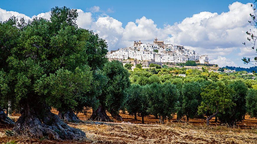 An ancient olive grove sits on a hill below the whitewashed buildings of Ostuni, Italy, under a bright blue sky with puffy clouds.