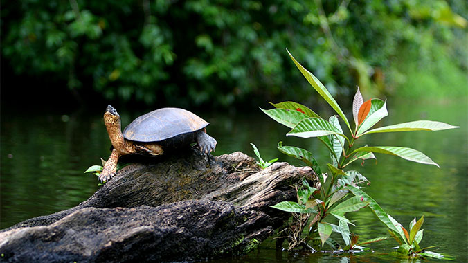 From Cloud Forests to Volcanoes: Costa Rica With Your Family