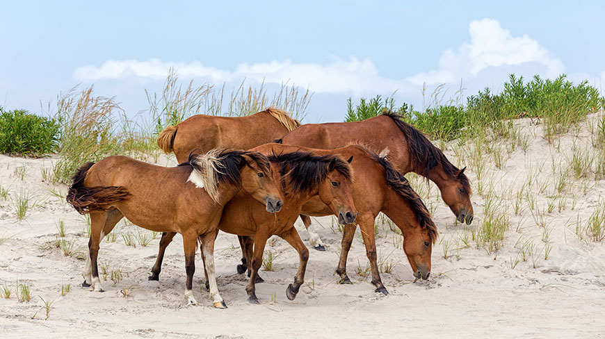 A herd of wild Chincoteague ponies stand together on a sandy dune in Virginia.