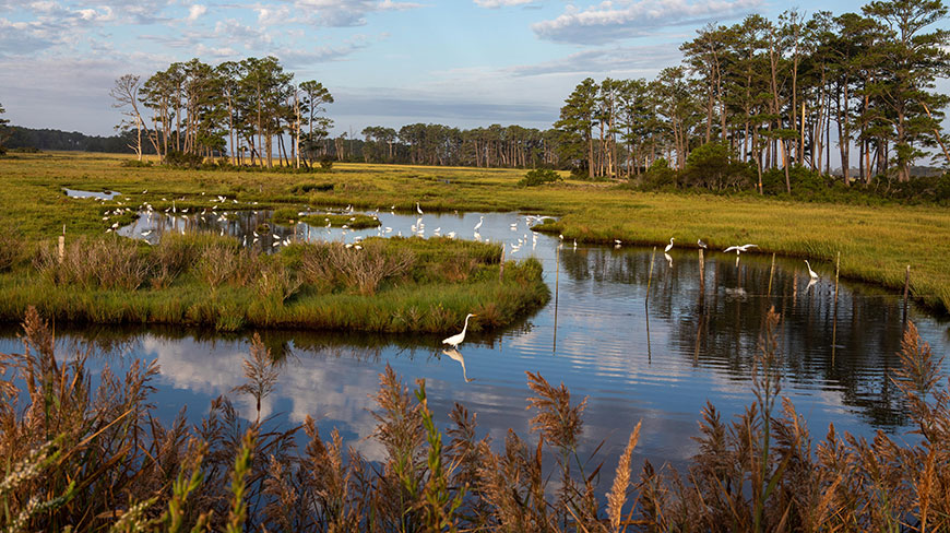 A flock of white birds wade in the calm waters of a marsh at the Chincoteague Wildlife Refuge in Virginia.