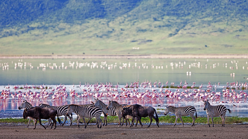A herd of zebras and wildebeests walk along the shore of a lake in Tanzania, with a large flock of pink flamingos behind them.
