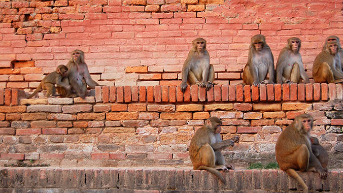 The Best of the Mountain Kingdoms: Tibet, Nepal and Bhutan