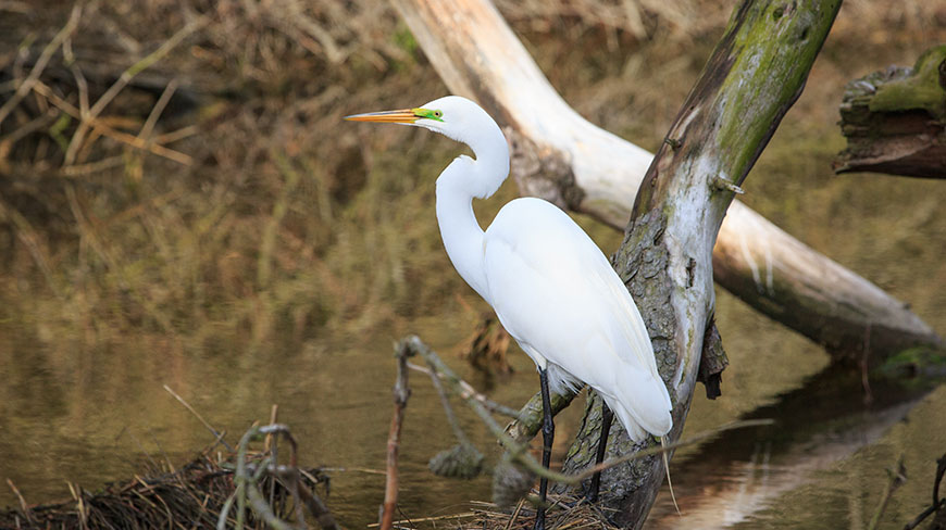 A white egret stands on a fallen log by the water in Chincoteague, Virginia.