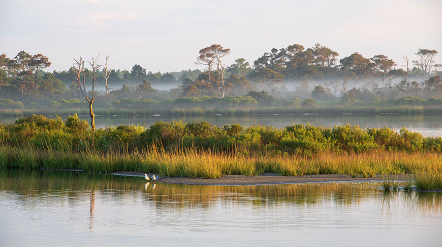 Two white birds stand on a marshy island in the calm waters of Chincoteague, Virginia, with a misty tree line in the background.