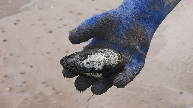 Chincoteague Island Sea to Table