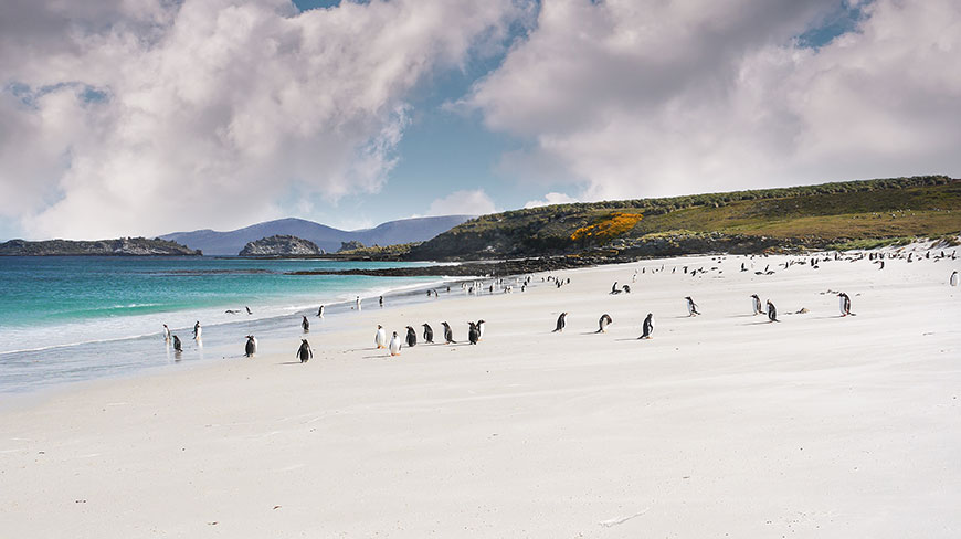 A colony of Gentoo penguins walk along a white sand beach next to turquoise water in Chile/Argentina under a cloudy sky.