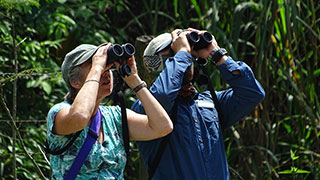 A man and woman use binoculars to go birding in a lush forest in Ecuador.