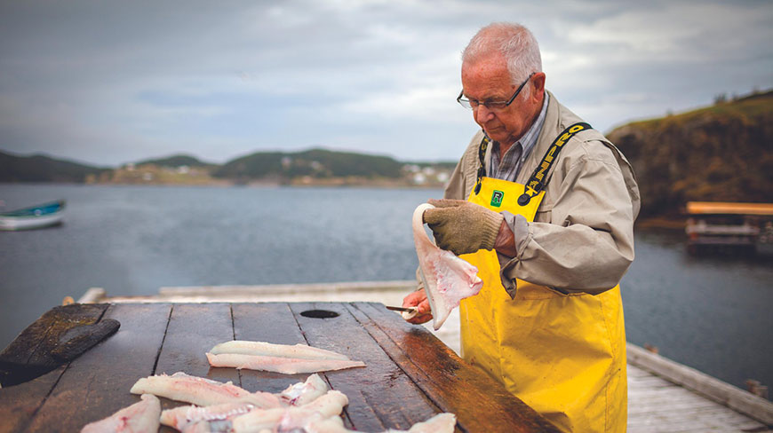 An older man in yellow overalls fillets fresh cod on a wooden dock in a coastal village in Newfoundland and Labrador.