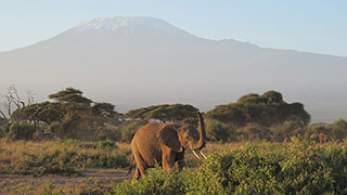 An elephant with large tusks stands in the green savanna of Amboseli National Park with snow-capped Mount Kilimanjaro in the background.