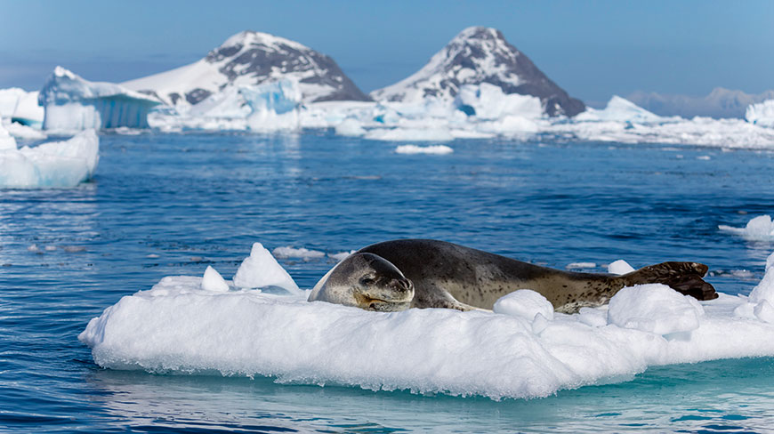 A leopard seal rests on a small iceberg in Cierva Cove, with blue water and snowy mountains in the background.