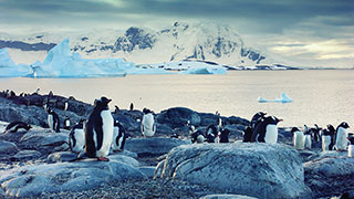 A colony of Gentoo penguins gathers on a rocky Antarctic shore, with icebergs and snow-covered mountains in the distance.