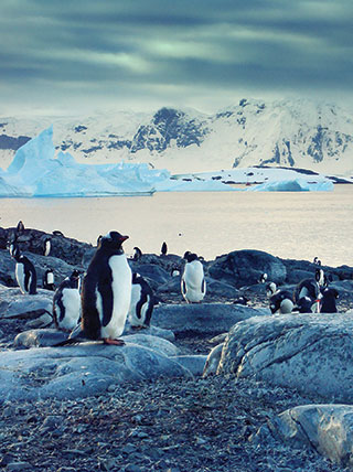 A colony of Gentoo penguins stand on a rocky shore with icebergs and snowy mountains in the distance.