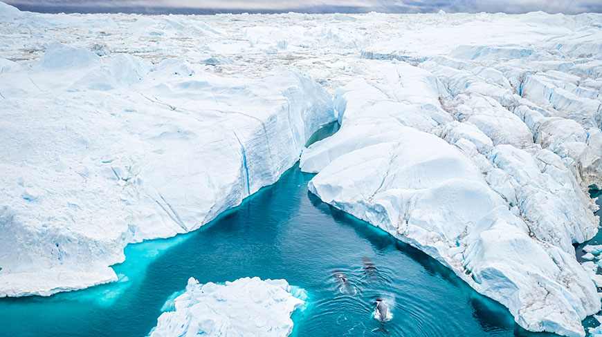 An aerial view of whales swimming in a turquoise channel cutting through the massive Ilulissat Icefjord in Greenland, surrounded by vast white glaciers.