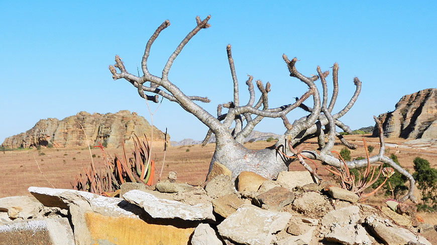 A thick-trunked, leafless elephant's foot plant grows behind a rock wall in the arid landscape of Isalo National Park in Madagascar.