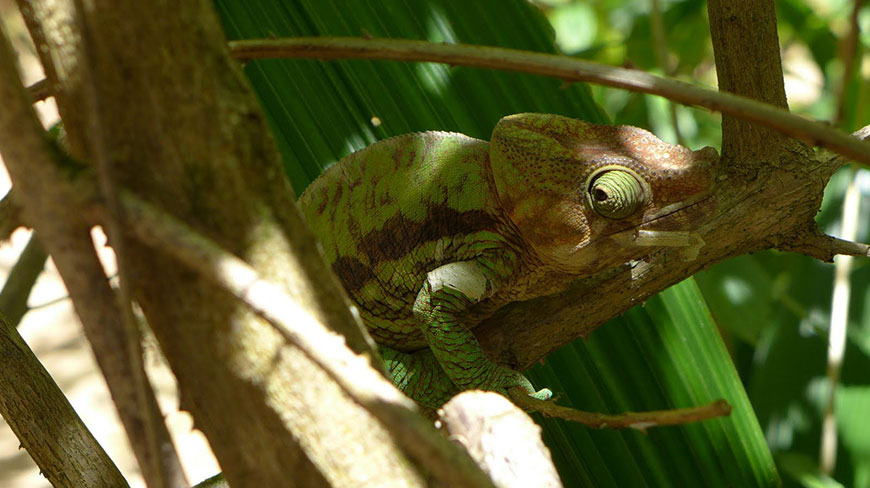 A green chameleon with brown markings rests on a tree branch in a forest in Madagascar.
