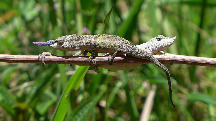 A pair of nose-horned chameleons, one with a prominent purple snout, rest on a branch in Madagascar.