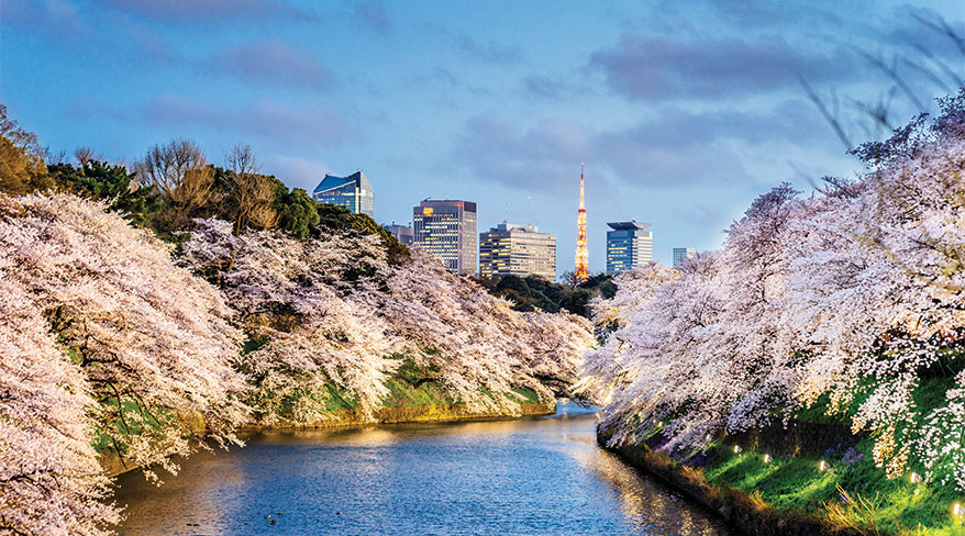 Cherry blossoms in full bloom line a waterway in Tokyo, Japan, with the city skyline visible in the background at dusk.